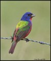 _0SB0115 painted bunting